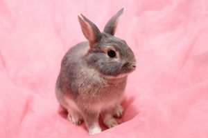 うさぎのストレスの原因・症状と解消方法