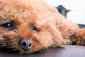 レッドのトイプードルの値段や性格などの特徴は？