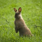 うさぎのしゃっくりの原因と止め方