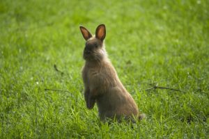 うさぎのしゃっくりの原因と止め方