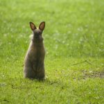 うさぎの生理について