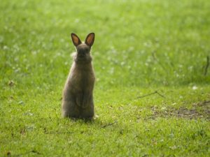 うさぎの生理について