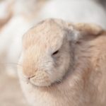 うさぎが鼻をひくひくさせる意味!動きの変化で気持ちを知ろう