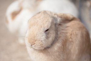 うさぎが鼻をひくひくさせる意味!動きの変化で気持ちを知ろう