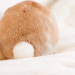 うさぎのおしりが汚れる原因と拭き方などのお世話のコツ