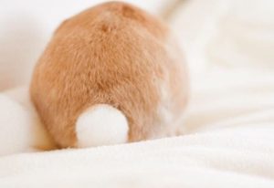 うさぎのおしりが汚れる原因と拭き方などのお世話のコツ