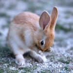 うさぎの寒さ対策について