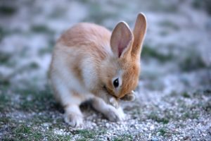 うさぎの寒さ対策について