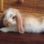 うさぎの避妊手術について