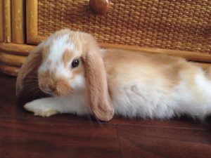 うさぎの避妊手術について