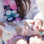 うさぎはバナナを食べても大丈夫?あげる量と注意点とは