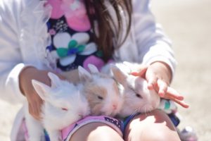 うさぎはバナナを食べても大丈夫?あげる量と注意点とは