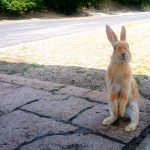 うさぎが震える原因は？考えられる病気と飼い主ができること