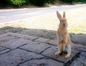 うさぎが震える原因は？考えられる病気と飼い主ができること