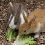 うさぎの毛球症の症状と繰り返さないための予防策とは？