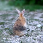 うさぎの寝る時間と目を開けている理由！熟睡してもらうには？