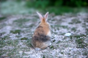うさぎの寝る時間と目を開けている理由！熟睡してもらうには？