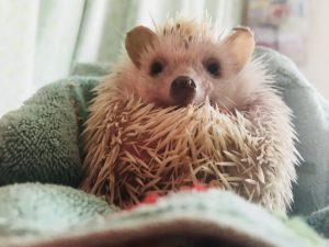 ハリネズミの床材の素材と選び方まとめ